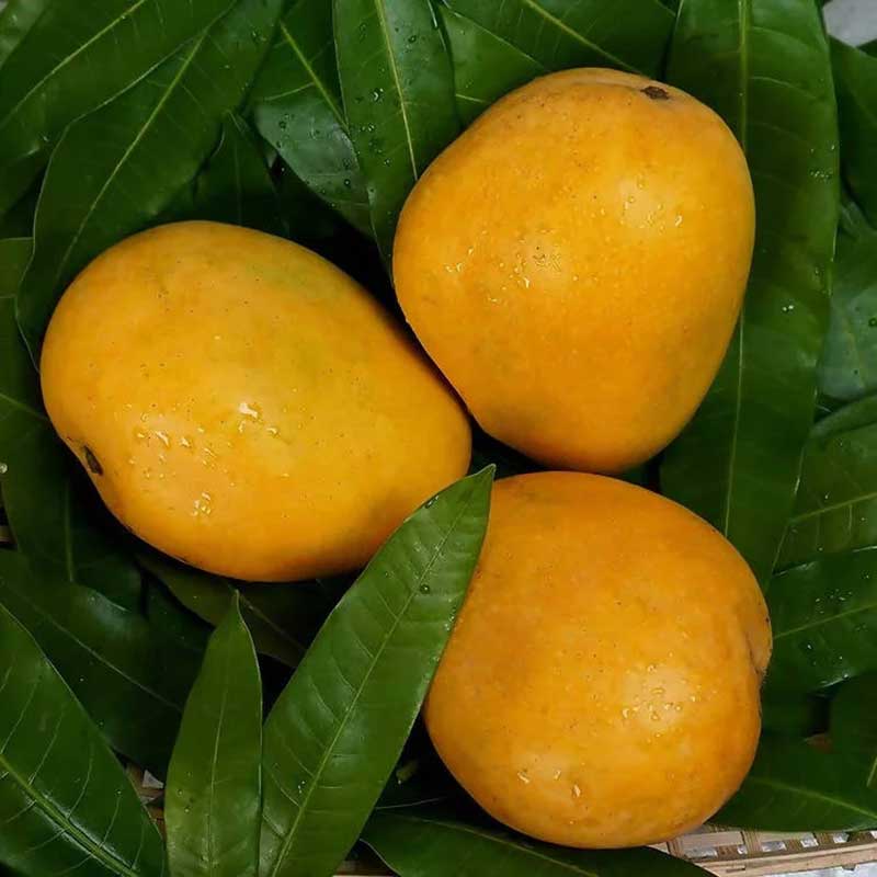 Banginapalli Mangoes